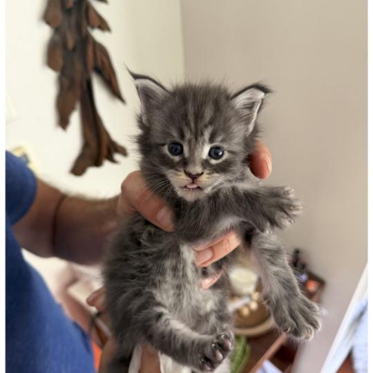 Nikan Männlich Maine Coon