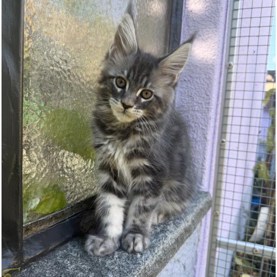 Nikan Männlich Maine Coon