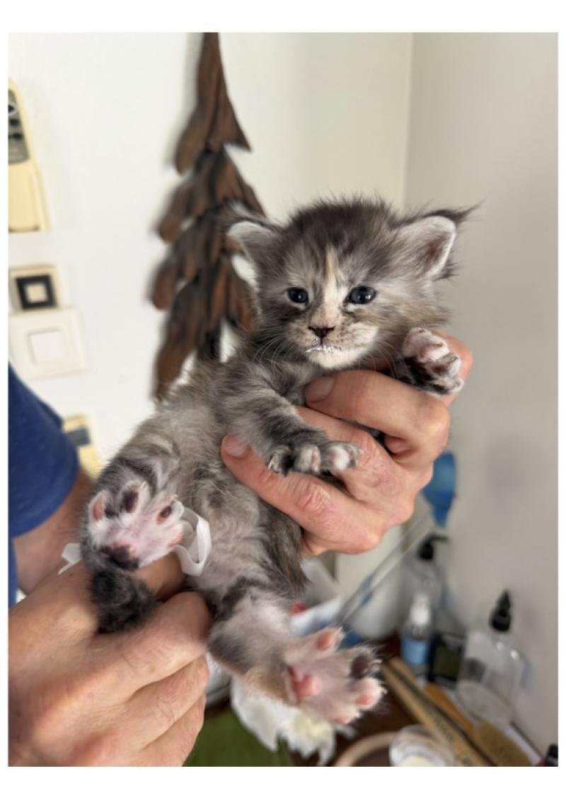 Noelani Weiblich Maine Coon