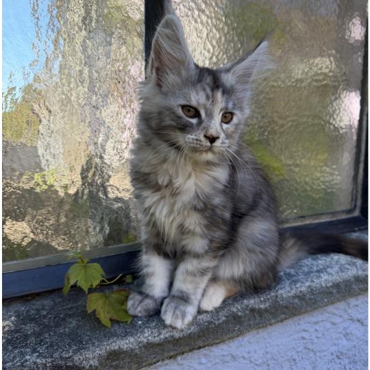 Noelani Weiblich Maine Coon