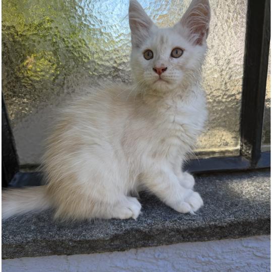 Nolan Männlich Maine Coon