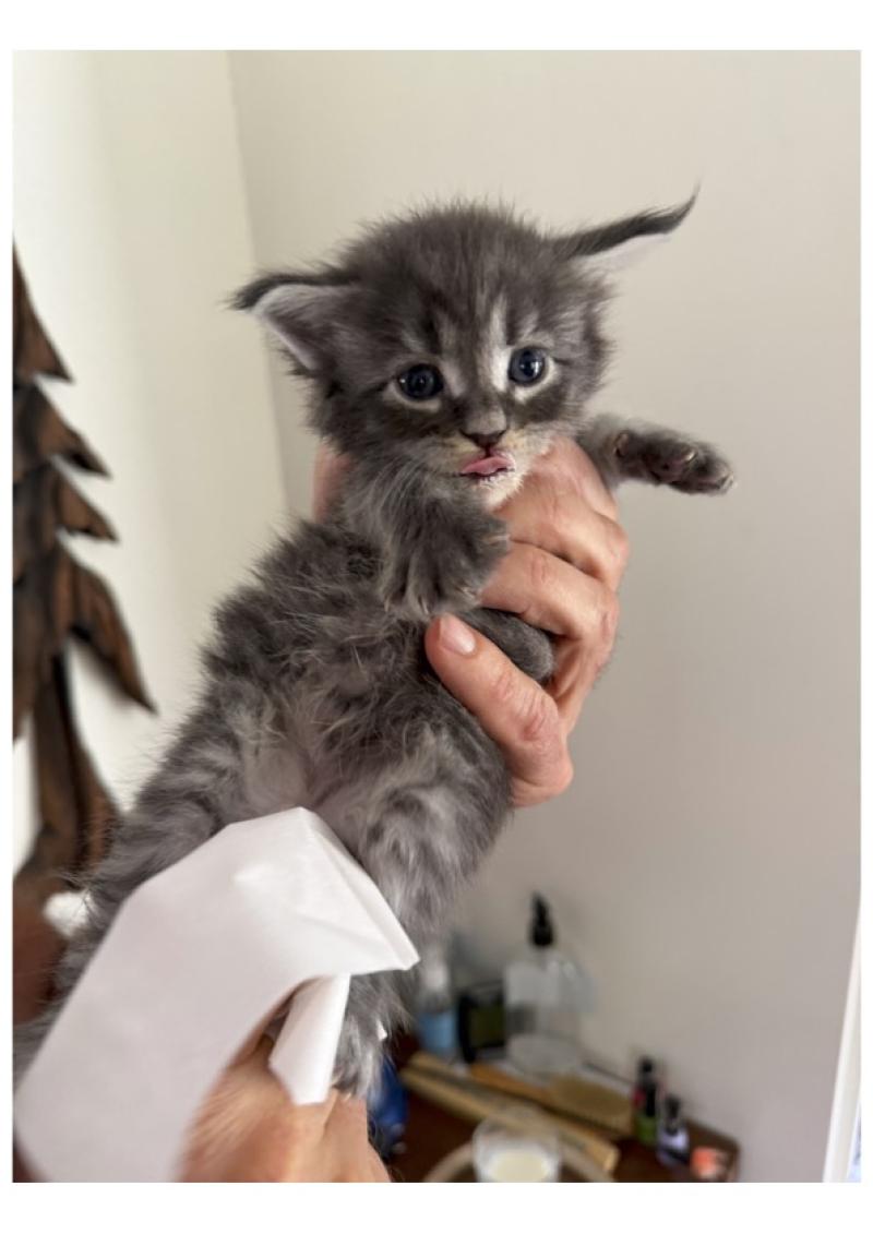Nunki Männlich Maine Coon
