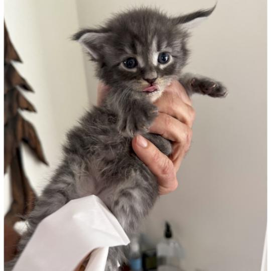 Nunki Männlich Maine Coon