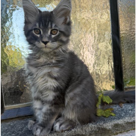 Nunki Männlich Maine Coon
