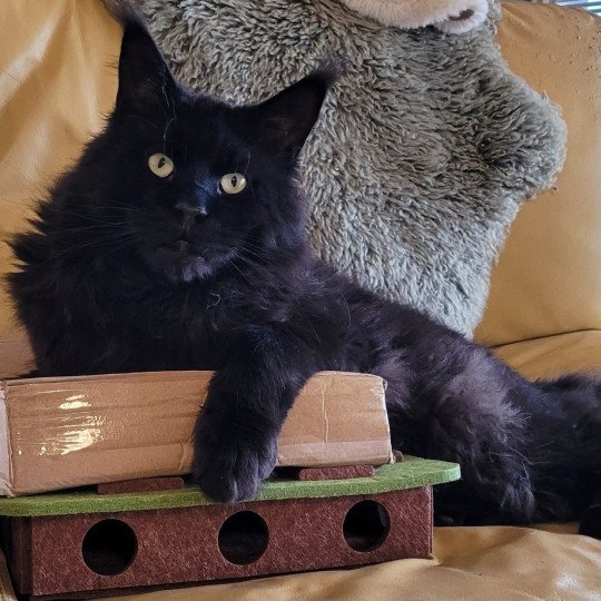 Kaspar of Royal Rumble Männlich Maine Coon