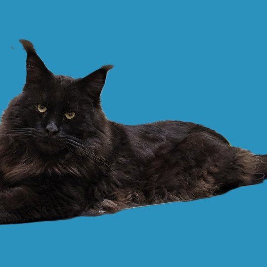 katze Maine Coon of Royal Rumble House of Lakisha