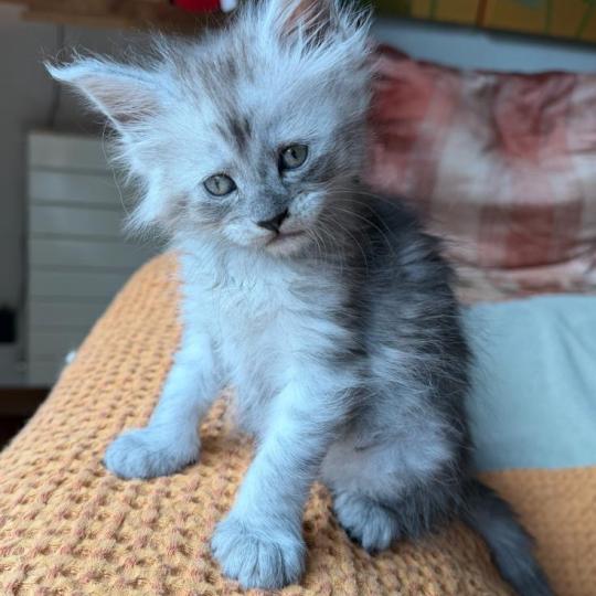 kätzchen Maine Coon Numi House of Lakisha