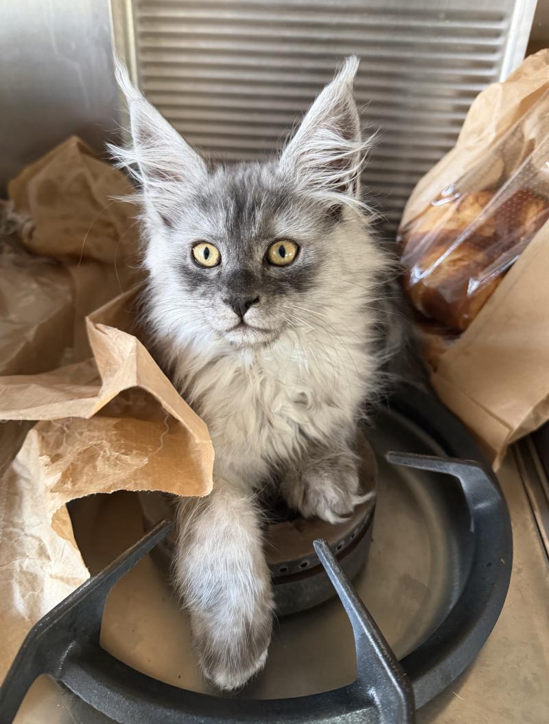 Numi Weiblich Maine Coon