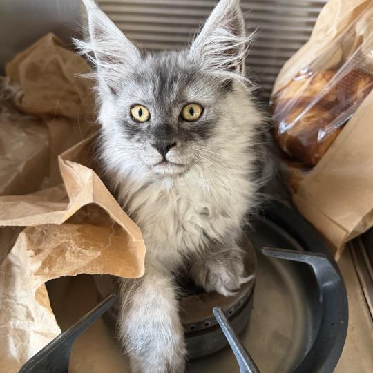 kätzchen Maine Coon Numi House of Lakisha