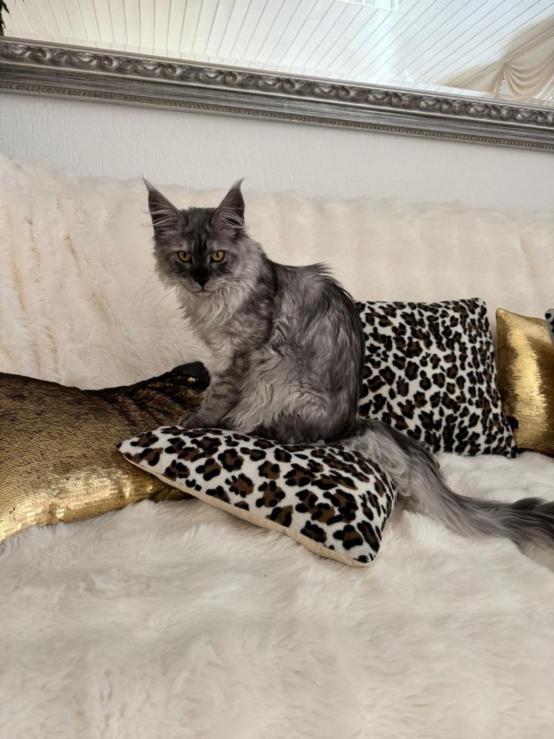 Numi Weiblich Maine Coon