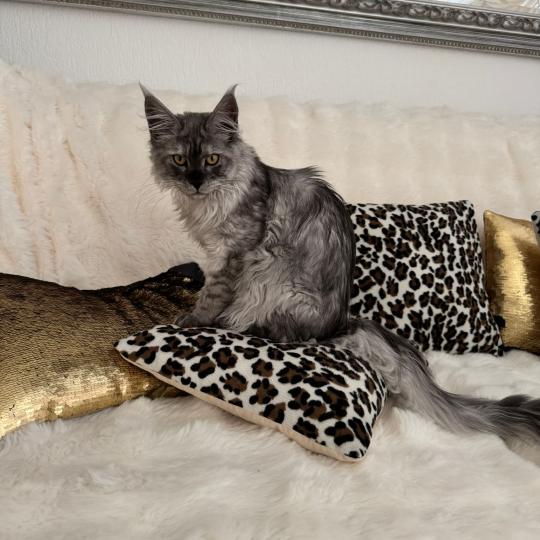 kätzchen Maine Coon Numi House of Lakisha