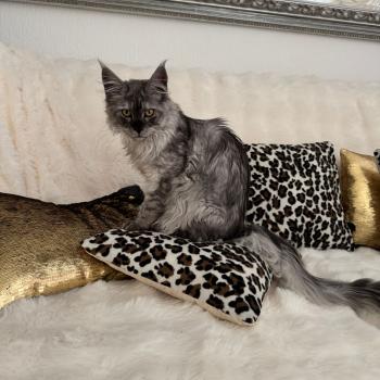 kätzchen Maine Coon Numi House of Lakisha