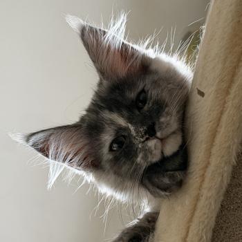 kätzchen Maine Coon Nana House of Lakisha