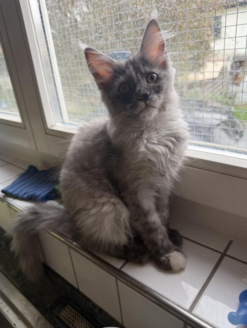 Nana Weiblich Maine Coon