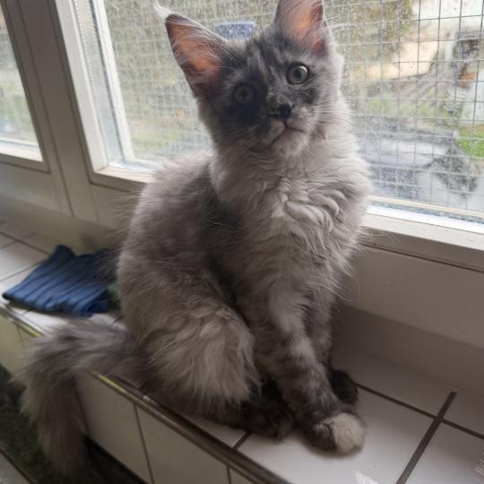 kätzchen Maine Coon Nana House of Lakisha