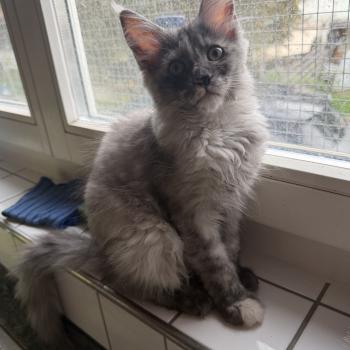 kätzchen Maine Coon Nana House of Lakisha