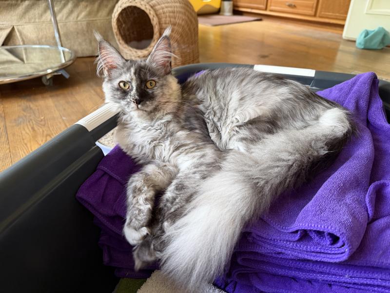 Nana Weiblich Maine Coon