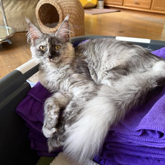 kätzchen Maine Coon Nana House of Lakisha