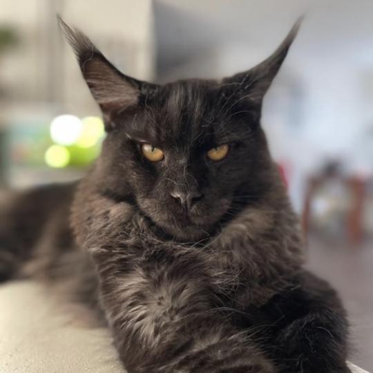 katze Maine Coon Uardo House of Lakisha