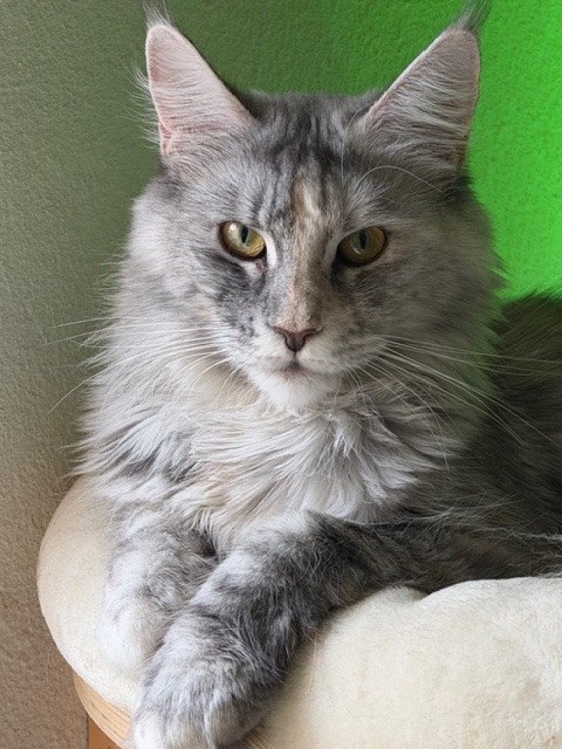 Lakisha Weiblich Maine Coon