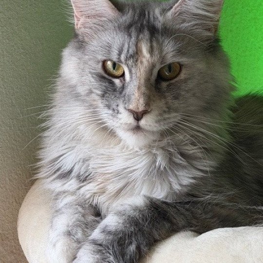 Lakisha Weiblich Maine Coon