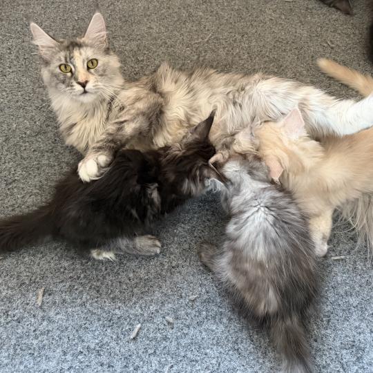 katze Maine Coon von Ivy's Diamond House of Lakisha