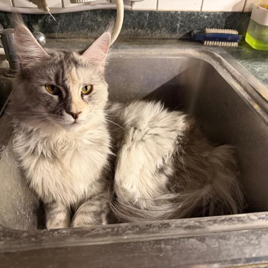 katze Maine Coon Lakisha von Ivy's Diamond House of Lakisha