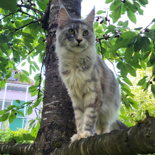 katze Maine Coon Lakisha von Ivy's Diamond House of Lakisha