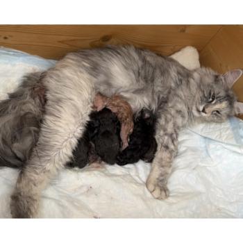 Kätzchen Maine Coon Lakisha ❤ Uardo 2026 House of Lakisha