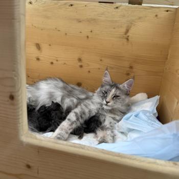 Kätzchen Maine Coon Lakisha ❤ Uardo 2026 House of Lakisha